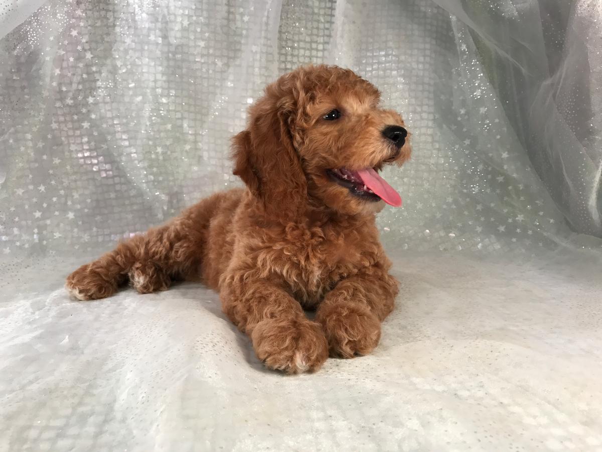 Happy Goldendoodle Pup for Sale.  Miniature Red Male. Ready Now! 